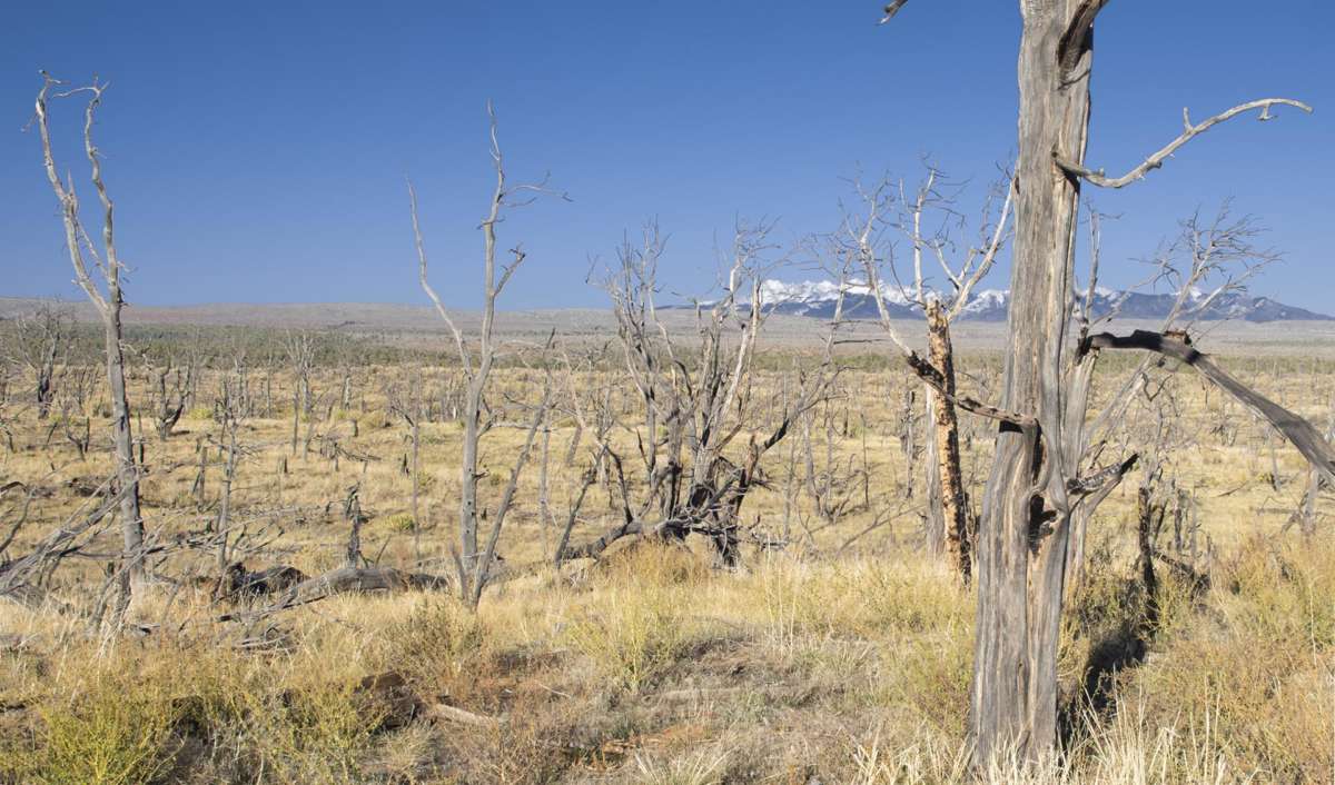 Mesa Verde National Park, where extreme wildfires at the turn of the century are not regenerating.