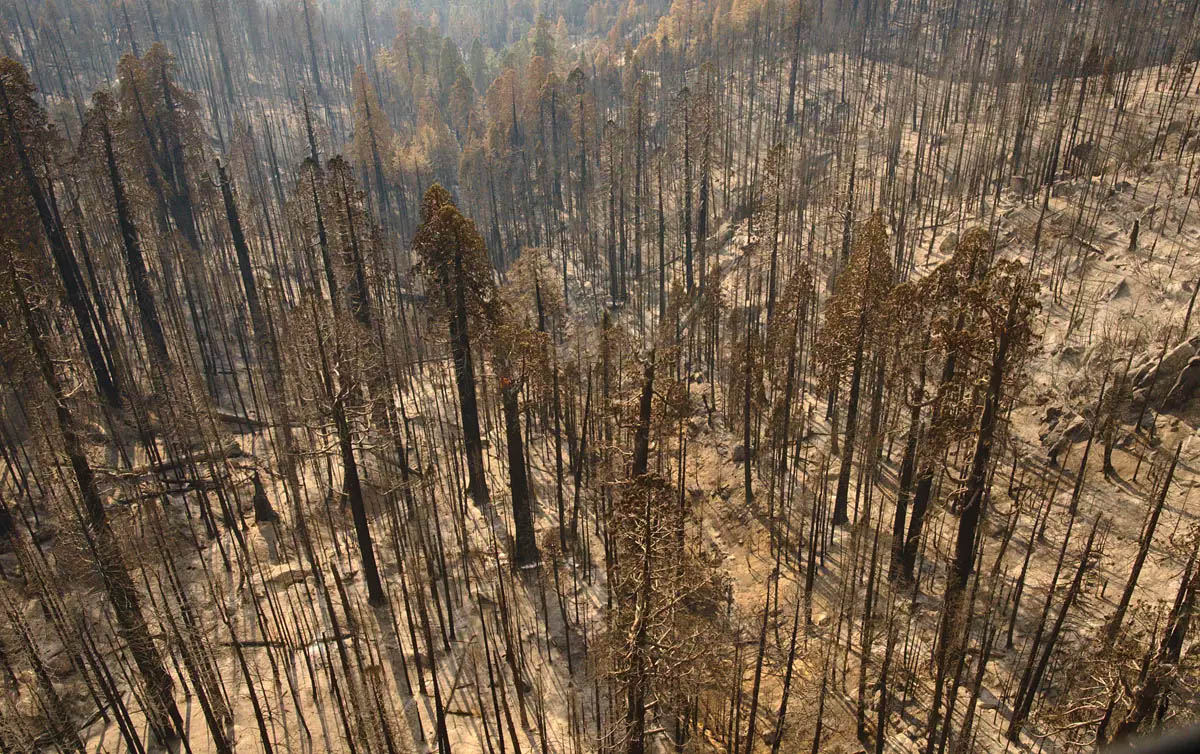 Giant sequoias killed in the Castle Fire, November 2, 2020.