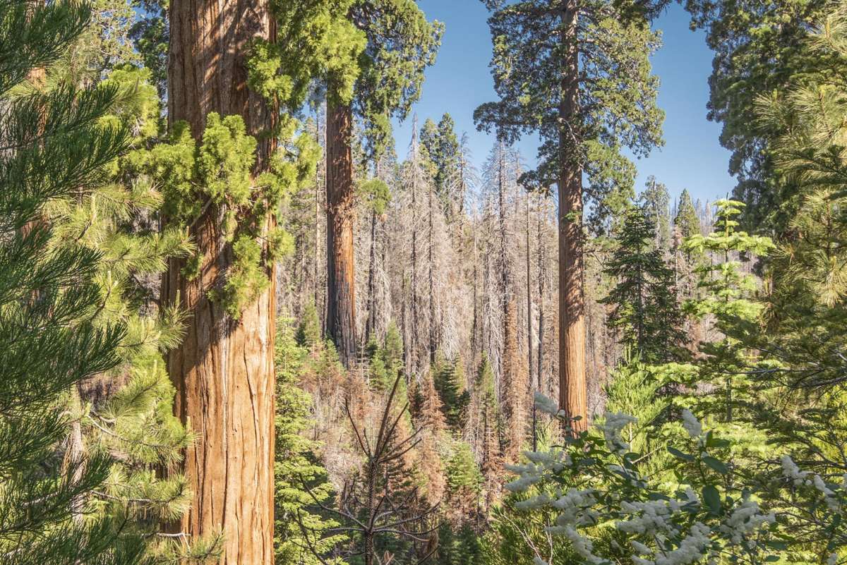 Low-severity burn in the Pier Fire, Black Mountain Grove, Sequoia National Monument, 2017.