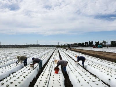 Farmworkers labor in a strawberry field amid drought conditions on August 5, 2022, near Ventura, California.