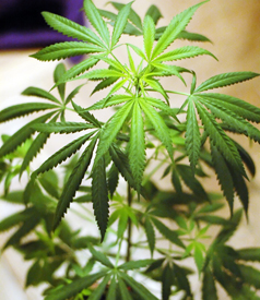 David Sirota | Marijuana Legalization: The Pay-Any-Price Principle 