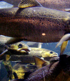 FDA Nears Approval of Genetically Engineered Salmon