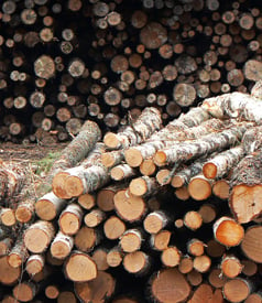 UN Forestry Plan Could Increase Logging, Advocates Warn 