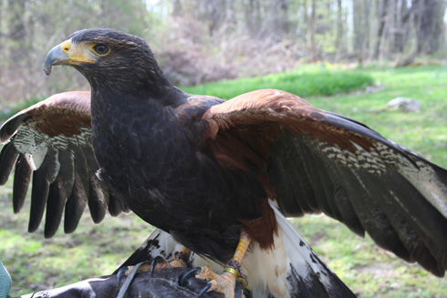 Hawk on falconer's arm