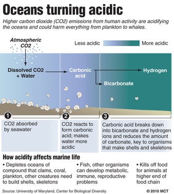 CO2 emissions from human activity are acidifying the oceans