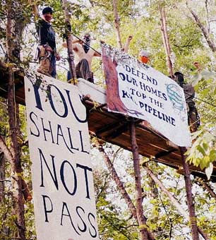 Tar Sands Blockade activists sit in trees to block construction of the Keystone pipeline.