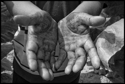 The hands of Ruben Barrales, a farm worker from Xalapa, Veracruz, show the juice and dirt from tobacco plants. The rancher discourages him from wearing gloves, saying that it would cause him to harm the plants.