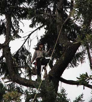 A member of the Northwest Ecosystem Survey Team (NEST) climbs while looking for red tree voles.