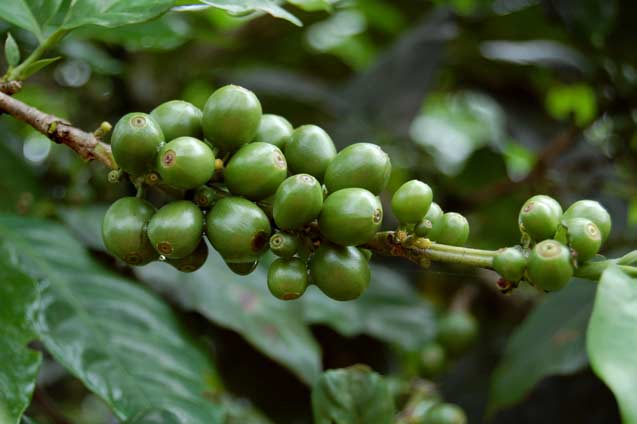 'Coffee is everything', according to Mr. Roblero. Nueva Colombia had been subsidized by the Mexican government to reforest half their lands. The Mexican government, in return, controversially obtained the rights to the carbon sequestered by the growing trees. (Photo: Jennifer Coute-Marotta)