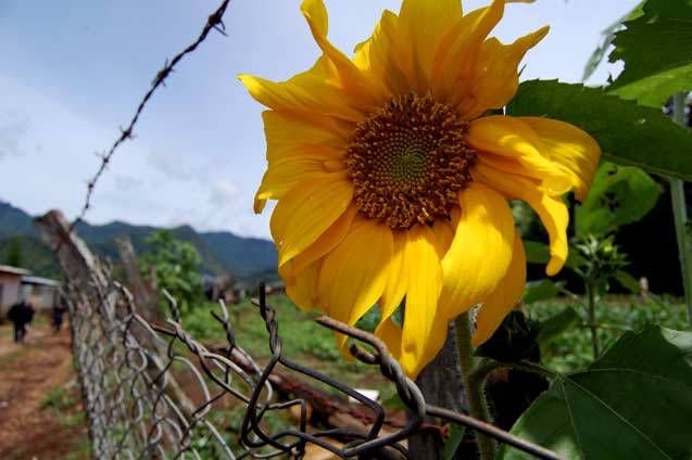 The sun had risen and eventually dried up the clouds rolling through the valley. On a walk to the coffee farms, amidst impassioned discussions of all that could be and has been stolen from these resolute people, beauty was still to be found. (Photo: Jennifer Coute-Marotta)  