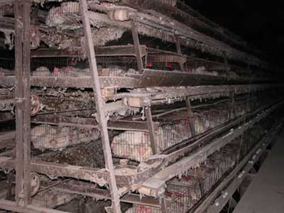 Chickens in battery cages. 