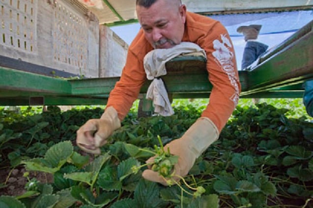 A worker picks flowers and fruit off strawberry plants. (Photo: David Bacon).