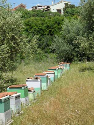 Honeybee hives in an olive grove, Metaxata, Kephalonia, Greece. (Photo: Evaggelos Vallianatos)