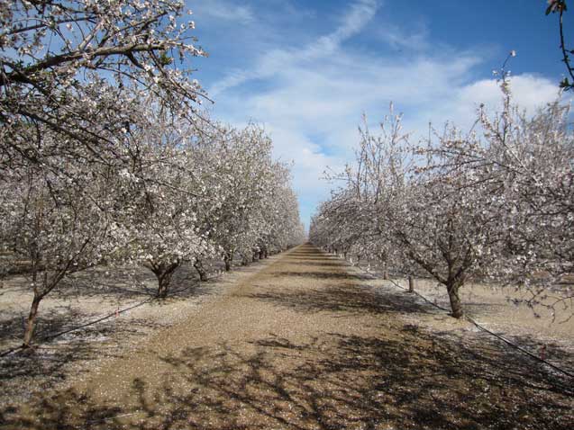 Almond plantation, Central Valley, California. (Photo: Evaggelos Vallianatos)