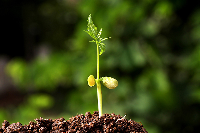 (Image: Germinating Seed via Shutterstock)