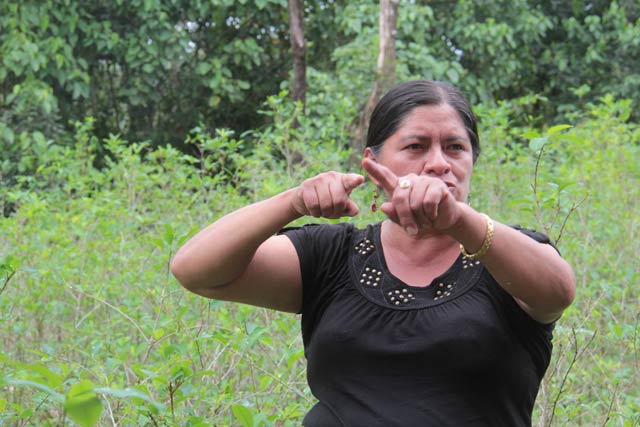 A coca farmer from the Chapare region in one of her coca fields, discussing how much has changed for the better under Evo Morales. The ending of the US-sponsored drug war has radically reduced violence and the legalization and regulation of the coca trade allows her to farm her land without fear. (Photo: Chris Williams)