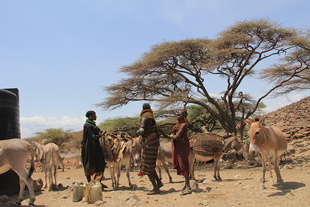 Turkana women with donkeys to carry water. (Photo: Chris Williams and Maria Davis)