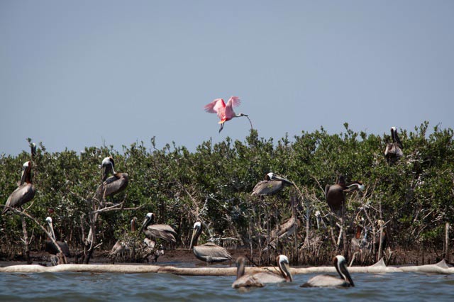 Brown Pelicans and Spoonbills on Cat Island. (Photo: ©2015 Julie Dermansky)