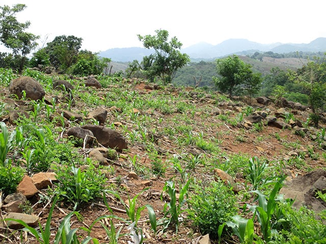 Agriculture is the main economic activity in San Juan Tecuaco, despite its rocky slopes. Residents grow corn, beans, sesame, rice and other crops. (Photo: Sandra Cuffe)
