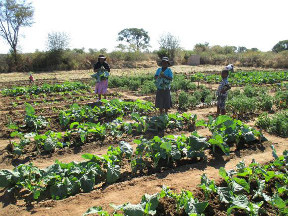 Zimbabwean farmers harvest in one of their gardens. (Photo: Elizabeth Mpofu)