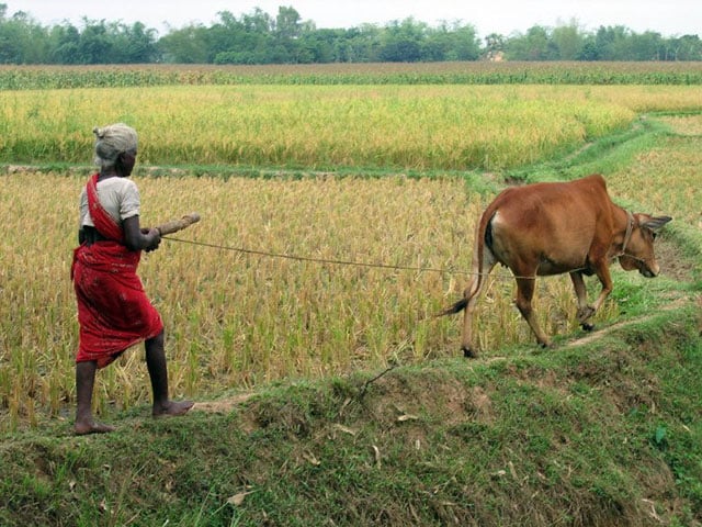 A womn farms with her cow in rural Bangladesh on May 13, 2007. (Photo: Jankie)