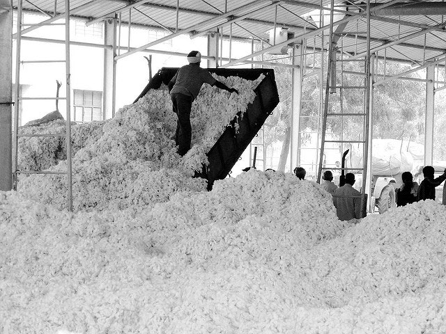 Workers unload farmed cotton in the Andhra Pradesh state of India. (Photo: Jankie)