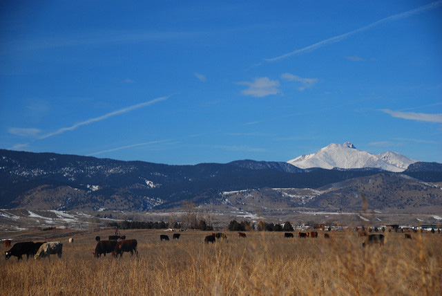 Cattle graze near the Rocky Mountains in Longmont, Colorado. The town is one of two in the Centennial State that are currently working to stop fracking on their lands. (Photo: Let Ideas Compete)