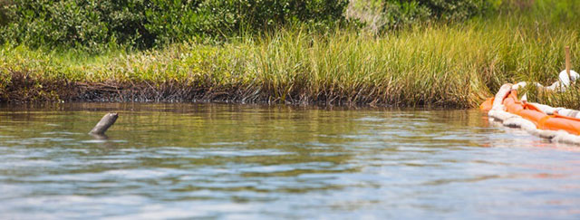 Crude oil in the marsh from the Hilcorp oil spill. (Photo: Julie Dermansky)