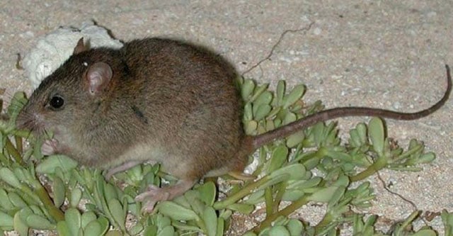 The Bramble cay melomy (Melomys rubicola) declared extinct in 2016 due to habitat loss due to rising sea levels, the first mammal known to go extinct due to human caused climate change. (Photo by Ian Bell courtesy of the Government of Queensland, Australia, Department of Environment and Heritage Protection (EHP) licensed under a Creative Commons Attribution 3.0 Australia (CC BY) license)