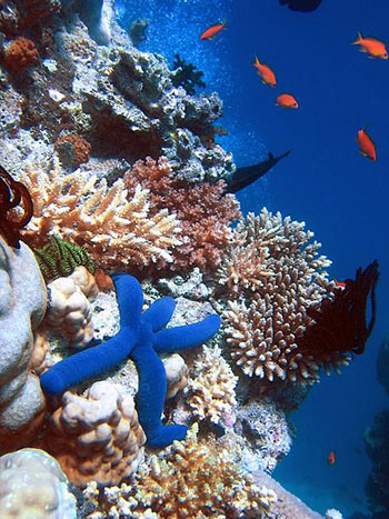Coral reef biodiversity is seriously threatened by climate change. (Photo by Richard Ling licensed under the terms of the GNU Free Documentation License, Version 1.2 or any later version)