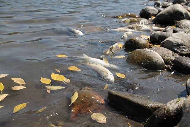 A dead mountain whitefish floats in the Yellowstone River in Montana. (Photo: Montana Fish, Wildlife and Parks)