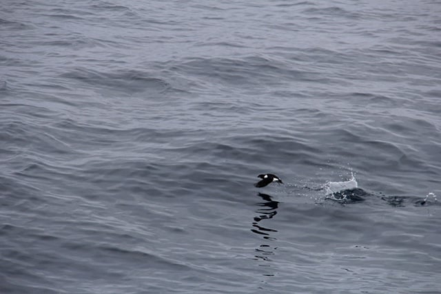 Seismic blasting won’t just affect marine life and Inuit, but the habits and modes of life of all creatures in contact with the sea. Here a Dovekie takes off from the Arctic Ocean. (Photo: Chris Williams)