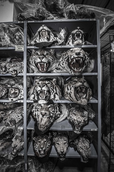 A shelf full of leopards who look fierce, but at the same time vanquished and destroyed. (Copyright © Britta Jaschinski 2016)