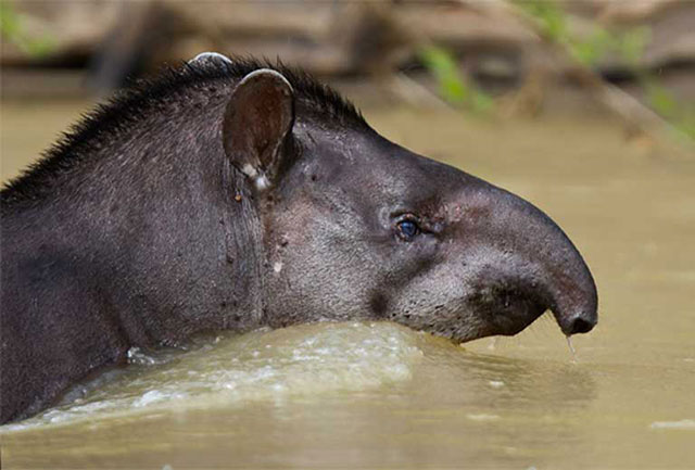 A lowland tapir (Tapirus terrestris) swimming across a river. This is just one of many threatened species in the Tapajós region, a vast area recognized as one the Amazon’s eight areas of biological endemism. (Photo © Tom Ambrose)