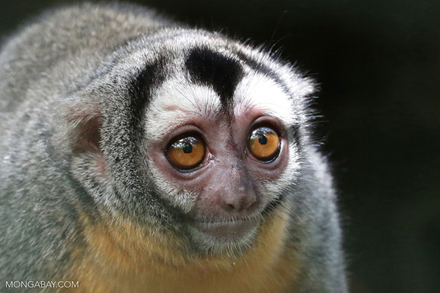 A night monkey (Aotus sp.). With the coming of dams, indirect deforestation due to additional infrastructure (transmission lines, roads, enlarged settlements, etc.), pose an even greater threat to forest cover than the dams and reservoirs themselves. Amazon dams and the roads they spawn also increase access for illegal loggers. Rainforest wildlife suffer widespread habitat loss and fragmentation as a result. (Photo by Rhett A. Butler)