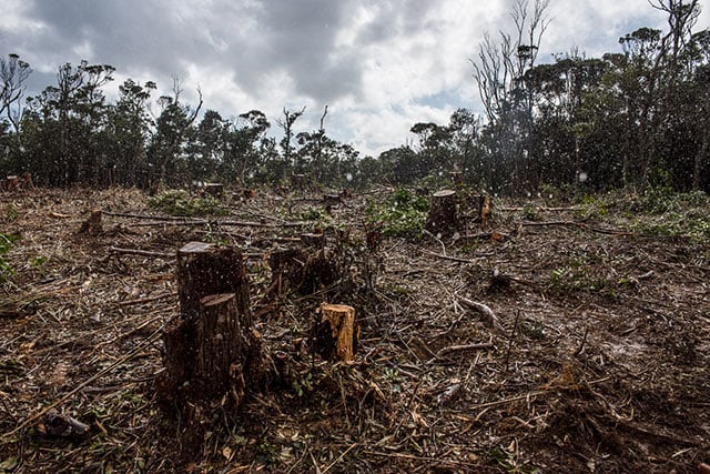 Helipad construction for use by the US Marine Corps has left deep scars in Okinawa's Yanbaru Forest, one of the most biodiverse in all Japan. (Photo: Rody Shimazaki)