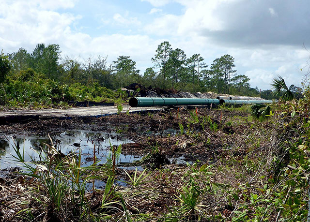 The Sabal Trail pipeline being constructed through the sensitive wetlands around Fort Drum Creek. All Cypress trees within the right of way were cleared and oak trees that were several hundred years old were cut down. (Photo: Mathew Schwartz)