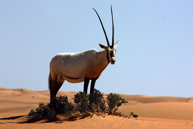 Arabian oryx (Oryx leucoryx) were once eradicated in the wild, but conservation efforts reestablished wild populations, and the animal is now only listed as Vulnerable by the IUCN. Photo by Charlesjsharp (Photo: Sharp Photography)