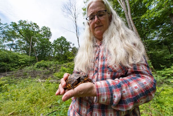 Ellen Gerhart holds a palm-sized Wood Turtle with a distinctive design on its shell. (Photo: WNV / Chris Baker Evens)