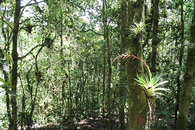 Coca Cola extracts water from under Huitepec Mountain. Part of the mountain is a nature reserve managed by the Mexican NGO Pronatura, which also works with Coca Cola on conservation projects. (Photo: Martha Pskowski)