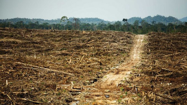 Destruction of rainforest in West Kalimantan, Borneo paves the way for palm oil plantation. (Photo: David Gilbert / RAN)