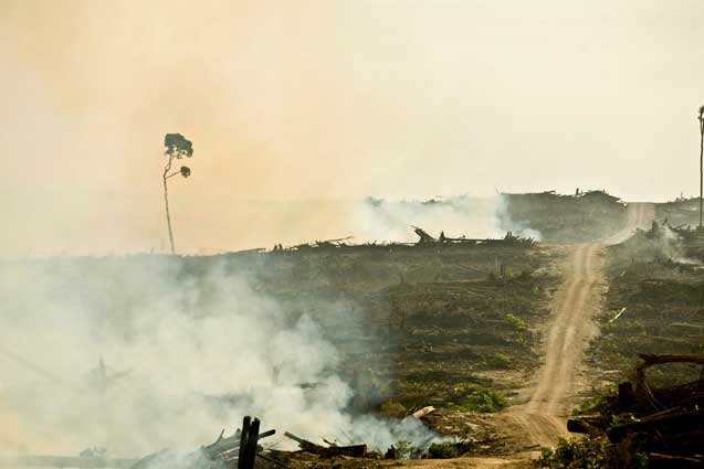 Open burning in a newly cleared rainforest at Duta Palma's PT Ledo Lestari palm oil plantation. West Kalimantan, Borneo. 2009.