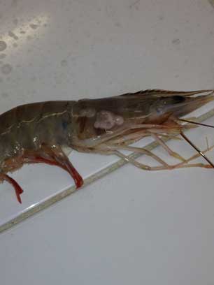 Shrimp with tumours continue to be found along the impact zone, from Louisiana to Florida. (Photo: Dean Blanchard)