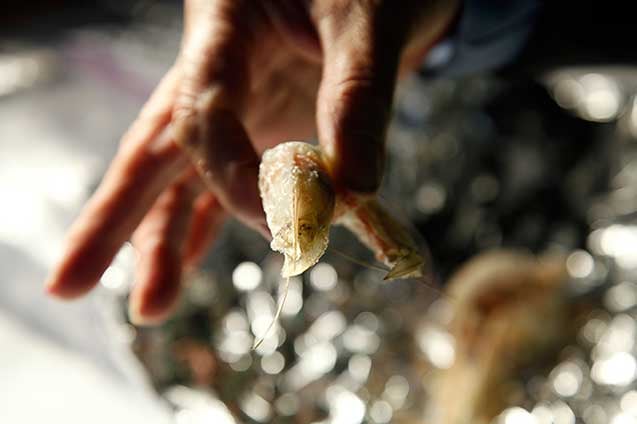 Eyeless shrimp, along with other seafood abnormalities, have become common in many areas along the Gulf Coast. (Photo: Erika Blumenfeld / Al Jazeera)