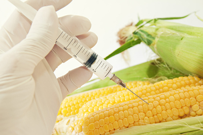Corn-in-genetic engineering-laboratory-main