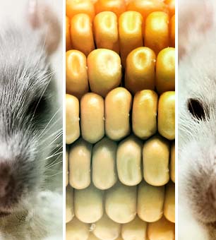 Lab rats and GMO corn