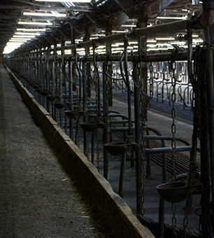 Factory farms.