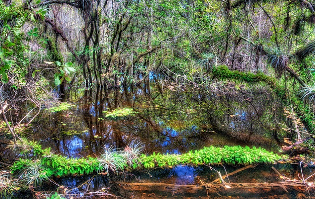 Big Cypress National Preserve, Florida. (Photo: <a href=