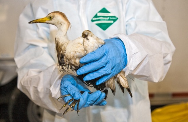 A staff member of Wildlife Center of Texas holding an oiled egret rescued after an oil spill in the Mississippi River in August 2008. (Photo:<a href=