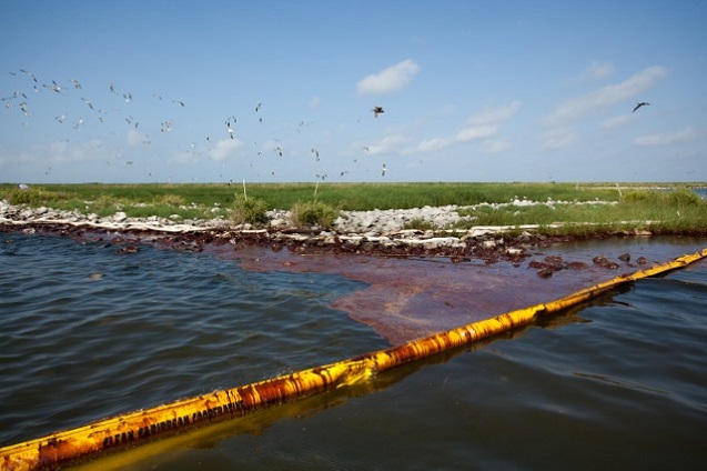 Queen Bess Island, Louisiana, a rookery for brown pelicans and other migratory birds, is contaminated with BP oil that passed under the boom placed around the island in 2010. (Photo:<a href=